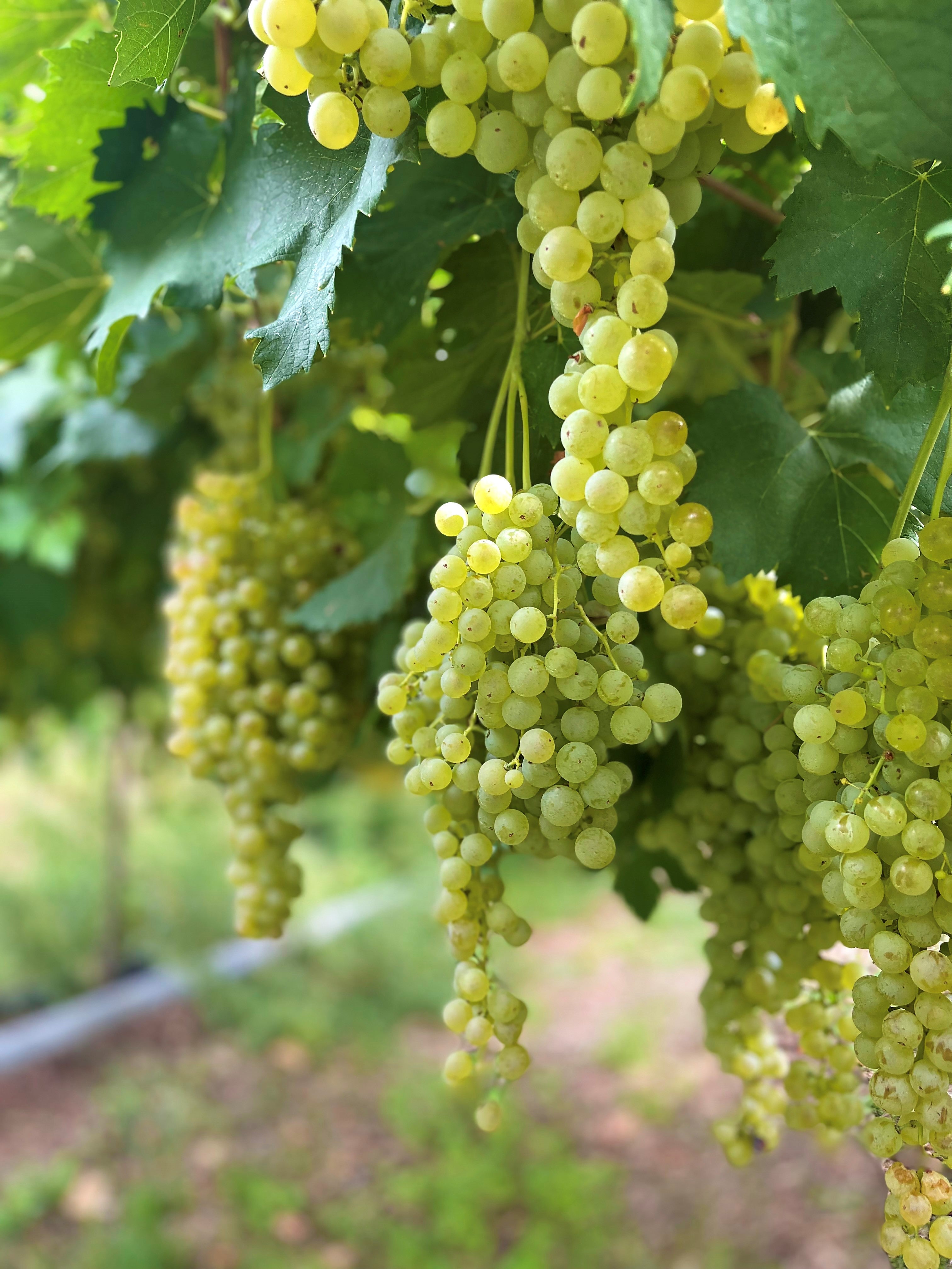 Weißwein